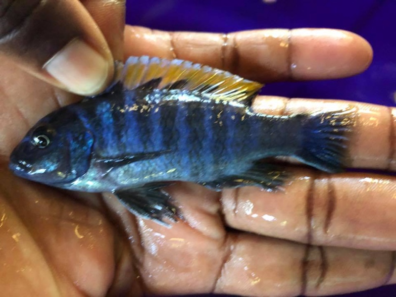 Cynotilapia zebroides 'Londo'